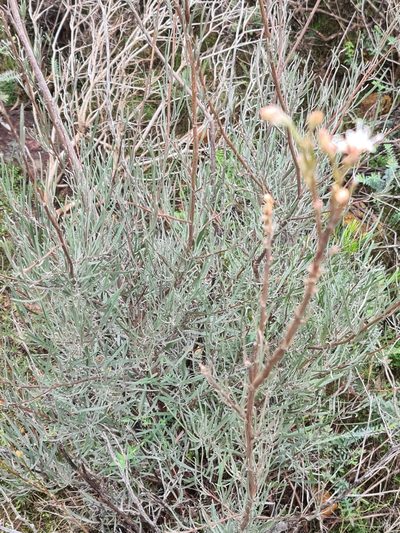 Grevillea endlicheriana, photographed by Cal Wood