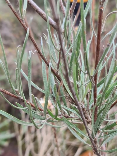 Grevillea endlicheriana, photographed by Cal Wood