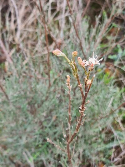 Grevillea endlicheriana, photographed by Cal Wood