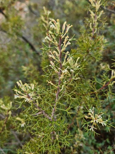 Hakea erinacea, photographed by Cal Wood