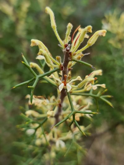 Hakea erinacea, photographed by Cal Wood