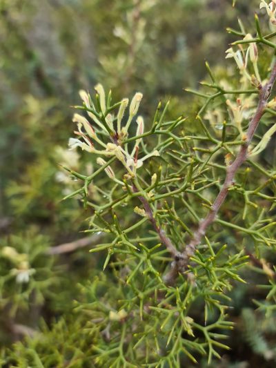 Hakea erinacea, photographed by Cal Wood