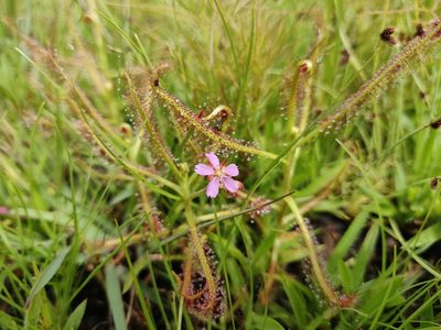 Drosera indica, photographed by Ansil B.R.