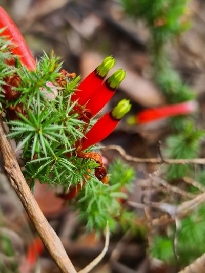 Styphelia foliosa, photographed by Cal Wood