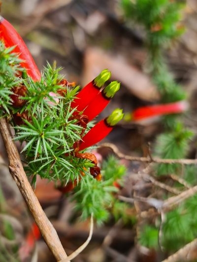 Styphelia foliosa, photographed by Cal Wood