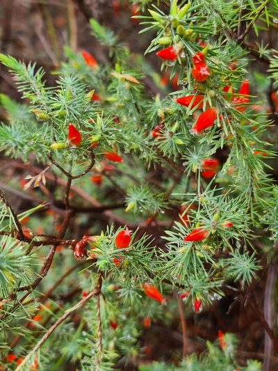 Styphelia tortifolia, photographed by Cal Wood