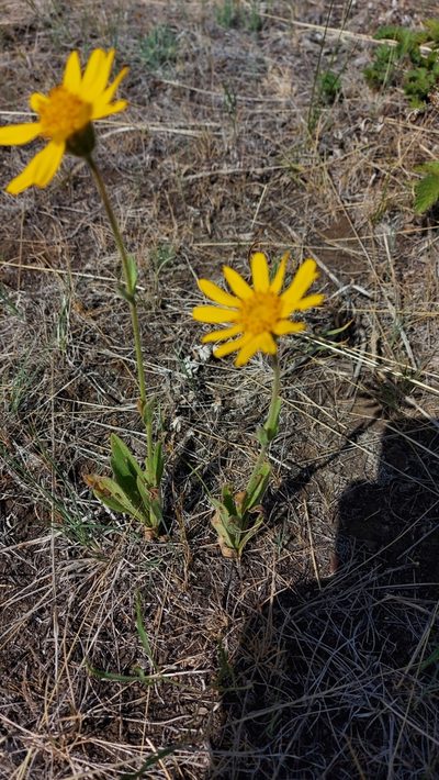 Arnica fulgens, photographed by Ian Adams