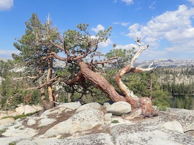 Pinus jeffreyi, photographed by Scott Yarger