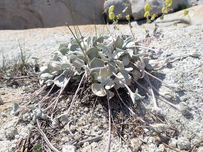 Eriogonum lobbii, photographed by Scott Yarger