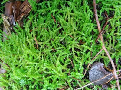 Acrocladium chlamydophyllum, photographed by Leon Perrie