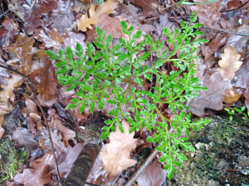 Sceptridium australe, photographed by Leon Perrie