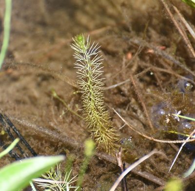 Utricularia intermedia, photographed by Ben Keen