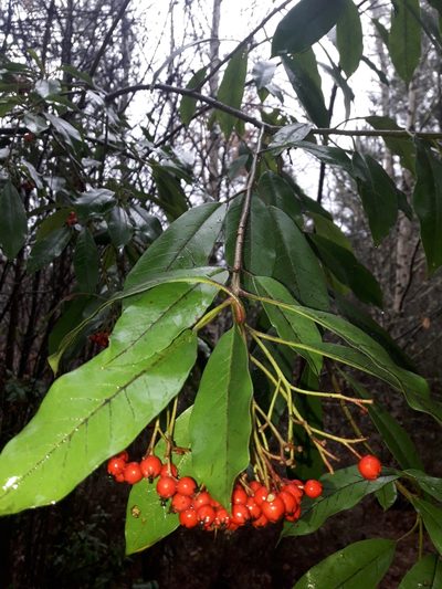 Photinia davidiana, photographed by naturewatchwidow