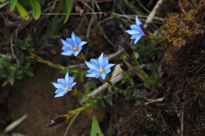 Gentiana arisanensis, photographed by Lin Scott