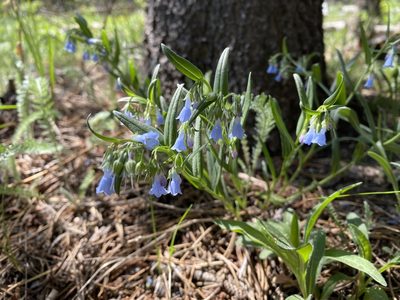 Mertensia lanceolata, photographed by Jeff Birek