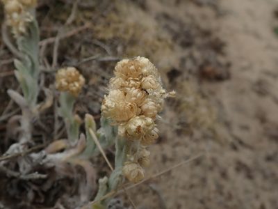 Pseudognaphalium stramineum, photographed by joergmlpts