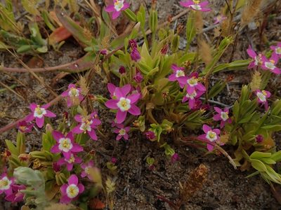Zeltnera davyi, photographed by joergmlpts