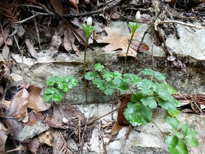 Anemone edwardsiana, photographed by Alison Northup