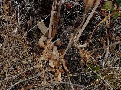 Fritillaria liliacea, photographed by joergmlpts