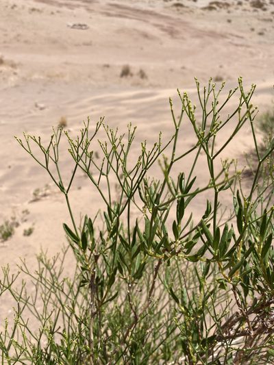 Eriogonum smithii, photographed by Matt Berger