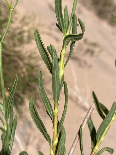 Eriogonum smithii, photographed by Matt Berger