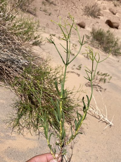 Eriogonum smithii, photographed by Matt Berger