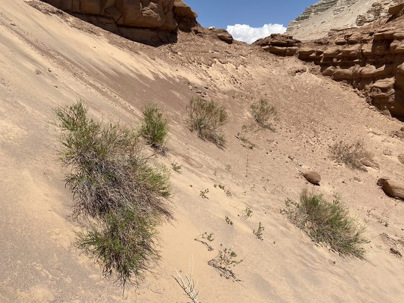 Eriogonum smithii, photographed by Matt Berger