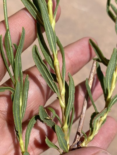 Eriogonum smithii, photographed by Matt Berger