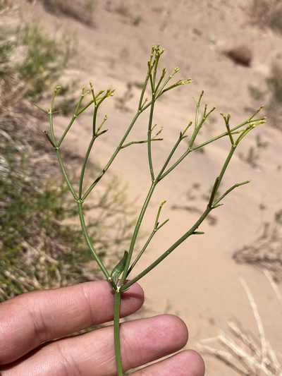 Eriogonum smithii, photographed by Matt Berger