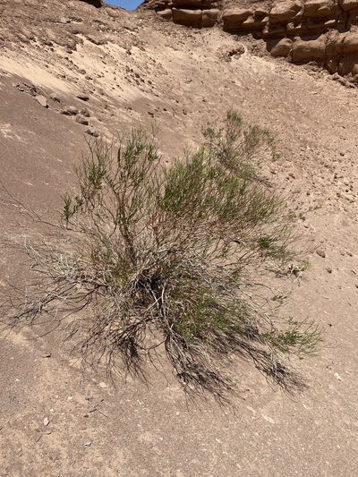 Eriogonum smithii, photographed by Matt Berger