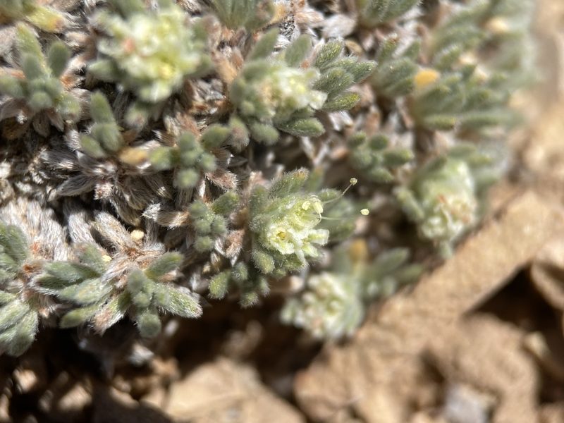 Eriogonum tumulosum, photographed by Matt Berger