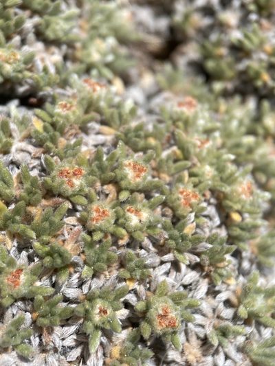 Eriogonum tumulosum, photographed by Matt Berger