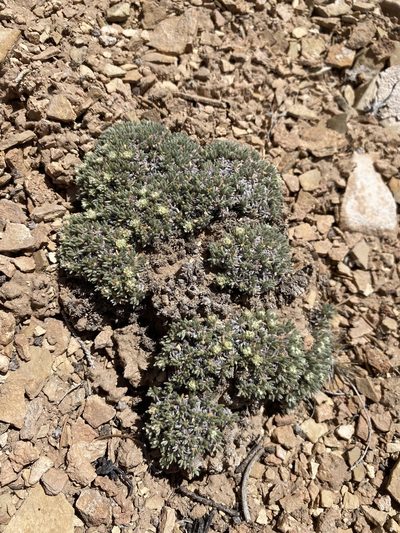 Eriogonum tumulosum, photographed by Matt Berger