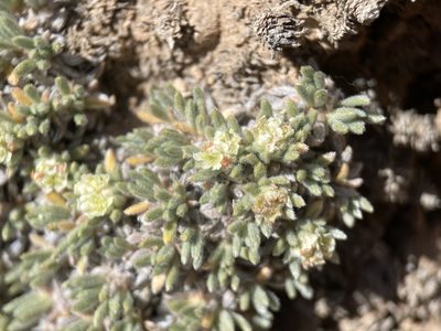 Eriogonum tumulosum, photographed by Matt Berger