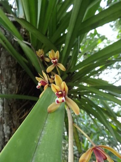 Cymbidium finlaysonianum, photographed by Samuel Lee