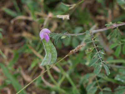 Tephrosia villosa, photographed by Dinesh Valke
