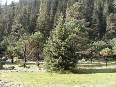 Picea chihuahuana, photographed by Oscar C. González Martínez