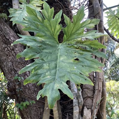 Philodendron warszewiczii, photographed by Giselle Blythe
