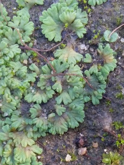 Riccia subbifurca, photographed by insiderelic