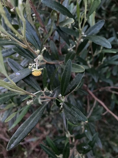 Beyeria viscosa, photographed by krumpianking