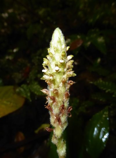 Platylepis glandulosa, photographed by Thibaud Aronson