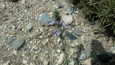 Verbena neomexicana, photographed by Leticia Jiménez Hernández