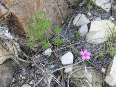 Oxalis livida, photographed by Jeremy Gilmore