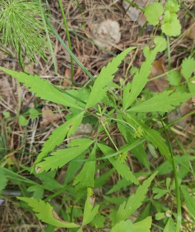 Anemonoides reflexa, photographed by Юлия