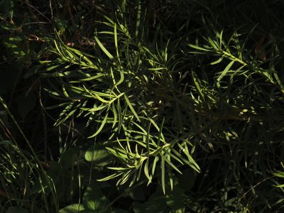 Podocarpus elongatus, photographed by Jeremy Gilmore