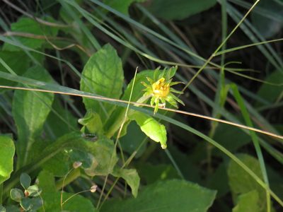 Arctotis semipapposa, photographed by Jeremy Gilmore