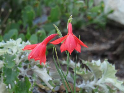 Gladiolus priorii, photographed by Jeremy Gilmore