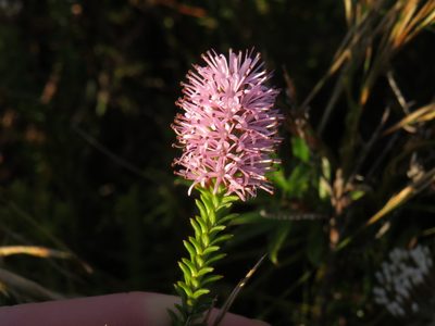 Stilbe ericoides, photographed by Jeremy Gilmore