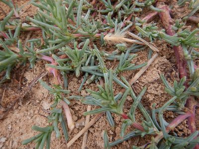 Salsola soda, photographed by Duarte Frade