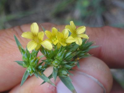 Linum strictum, photographed by Ben Costamagna